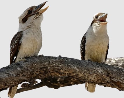 Two Kookaburra's on a thick tree branch with their beaks open presumably laughing.