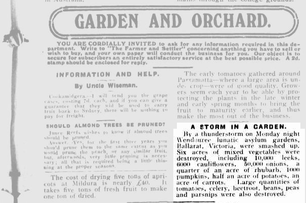 A clipping from The Farmer and Settler, Friday 7 Jan 1910, story titled 'A Storm in a Garden'. The article reads: By a thunderstorm on Monday night Wendouree lunatic asylum gardens, Ballarat, Victoria, were smashed up. Six acres of mixed vegetables were destroyed, including 10,000 leeks, 6000 cauliflowers, 50,00 onions, a quarter of an acre of rhubarb, 1000 pumpkins, half an acre of potatoes, an acre of carrots. Large quantities of tomatoes, celery, beetroot, beans, peas and parsnips were also destroyed.