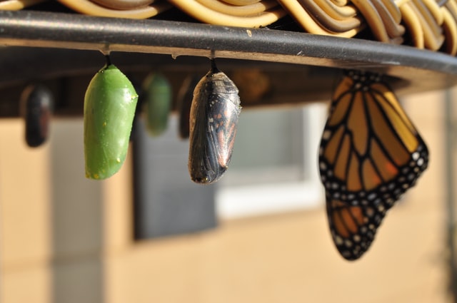 2010 was a boon year for these butterflies in my garden. I had a dozen chrysalis in all manner of morphs at any one time. In this image you can see the new green chrysalis coloration, one that’s about ready to emerge (the clear one), and a butterfly that’s already come out. They will hang for hours and dry their wings and are, in fact, quite fragile.